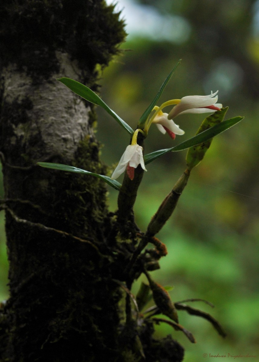 Cylindrolobus lindleyi (Thwaites) Ormerod & C.S.Kumar